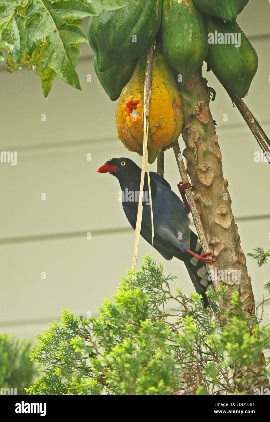 Taiwan Blue Magpie (Urocissa caerulea) Adulto che alimenta a suburban fruttiting albero nella pioggia Taiwan Aprile Foto Stock
