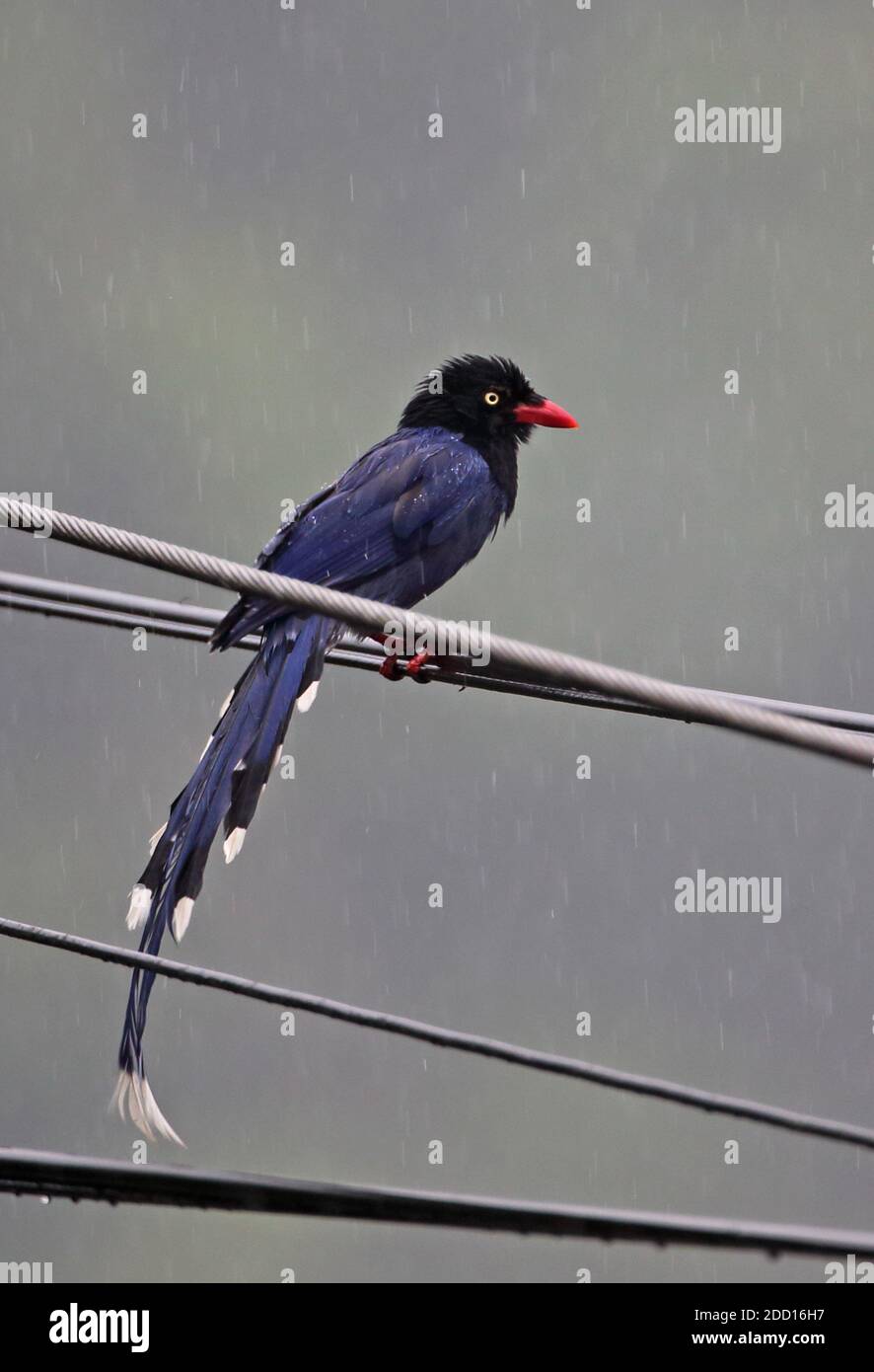 Taiwan Blue Magpie (Urocissa caerulea) adulto appollaiato su Power-line sotto la pioggia, specie endemiche Taiwan Aprile Foto Stock
