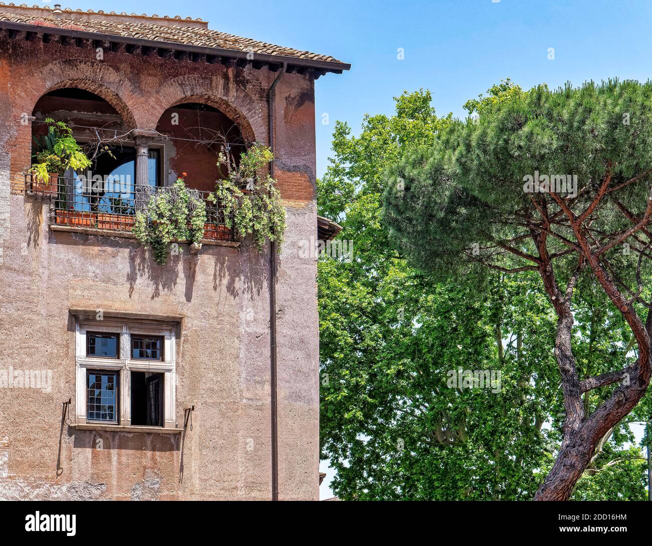 Curve doppie. Una bella terrazza coperta ad arco, piena di piante, si erge a fianco di uno dei famosi pini di Roma 'pino silvestre'. Foto Stock