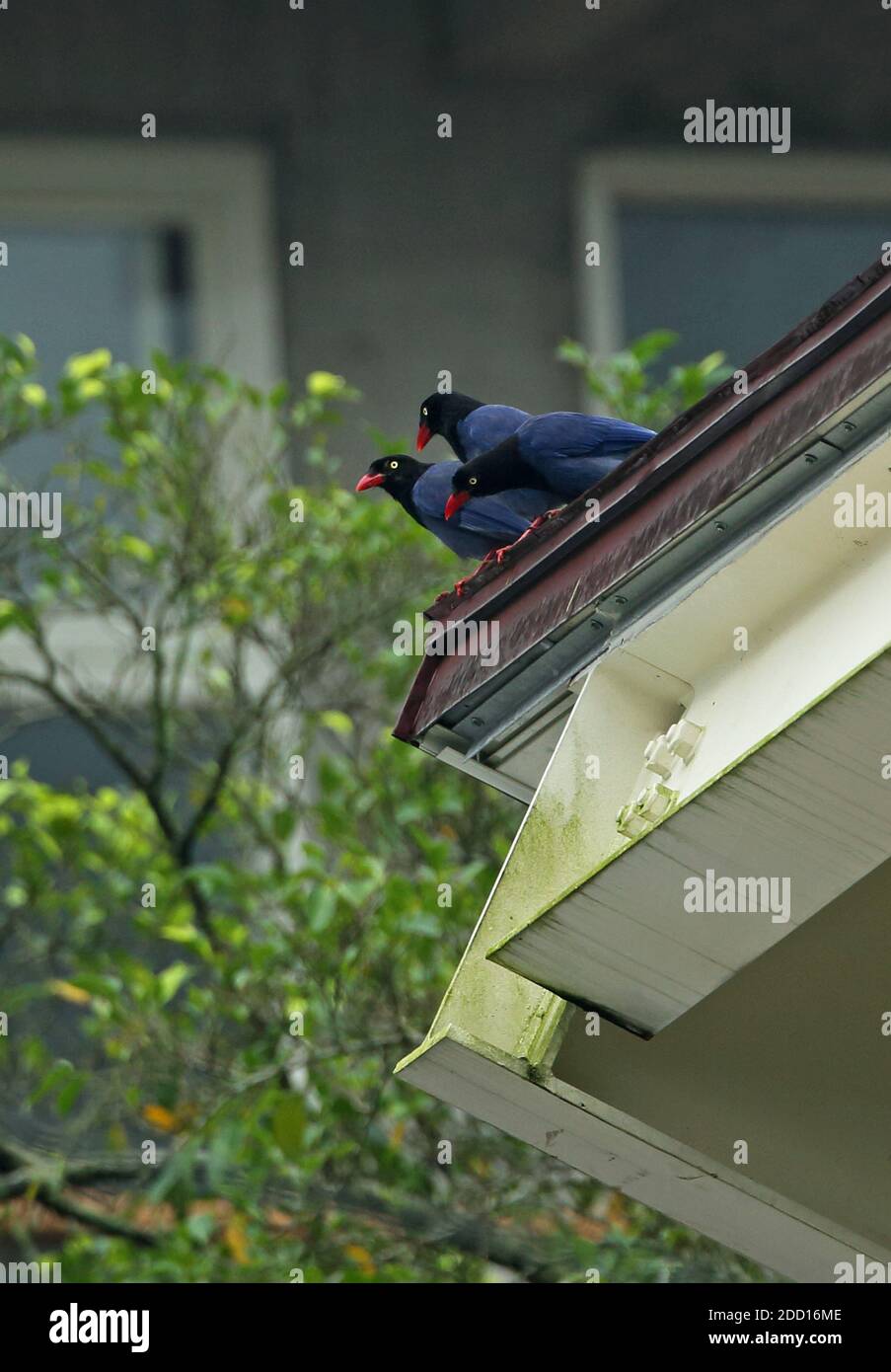 Taiwan Blue Magpie (Urocissa caerulea) Tre adulti sul tetto urbano nella pioggia Taiwan Aprile Foto Stock