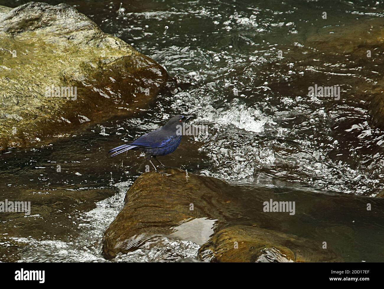 Taiwan whistling-thrush (Myophonus insularis) adulto in piedi sulla pietra nelle rapide sotto la pioggia, specie endemica Taiwan Aprile Foto Stock