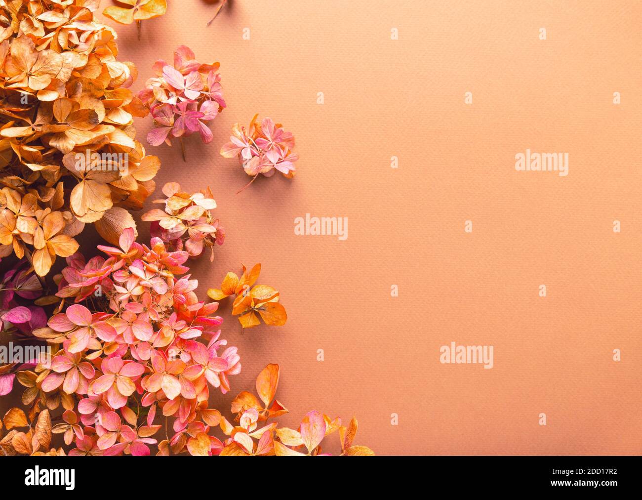 Fiori secchi di idrangea su carta marrone. Sfondo floreale. Vista dall'alto. Spazio per il testo. Foto Stock