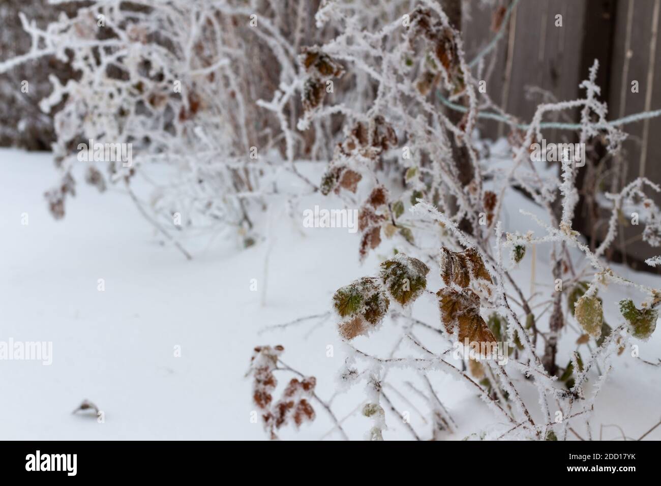 Hoar Frost foglie coperte su cespuglio o rami arbusto con neve coperta terra, Foto Stock