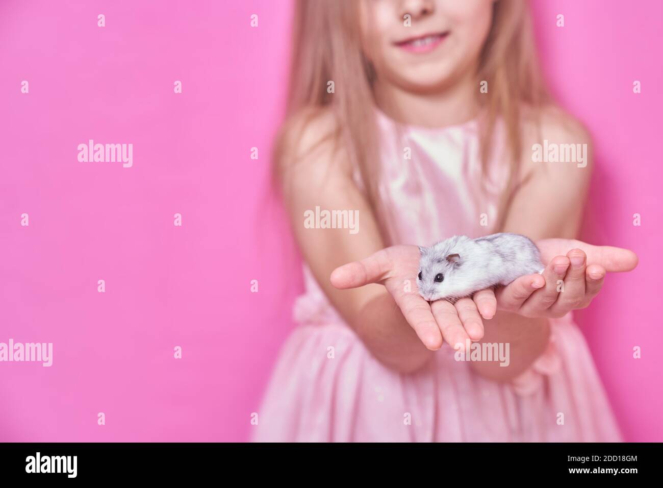 Una bella ragazza in un vestito rosa morbido tiene un Criceto Dzungariano in mano e sorride su un rosa sfondo Foto Stock