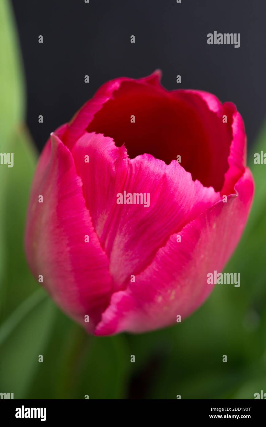 Primo piano del tulipano rosso dal lato. Foto Stock