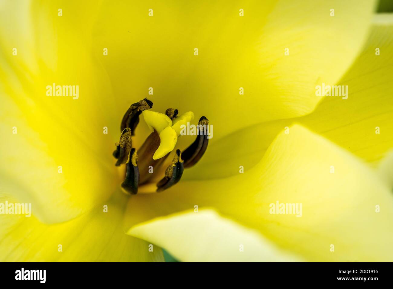 Primo piano del tulipano giallo chiaro con stigma e resistenza Foto Stock