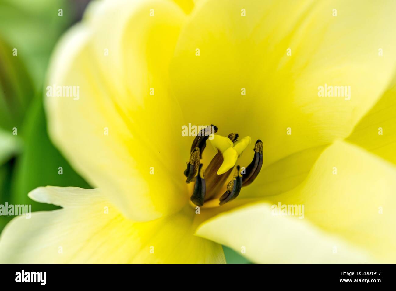Primo piano del tulipano giallo chiaro con stigma e resistenza Foto Stock