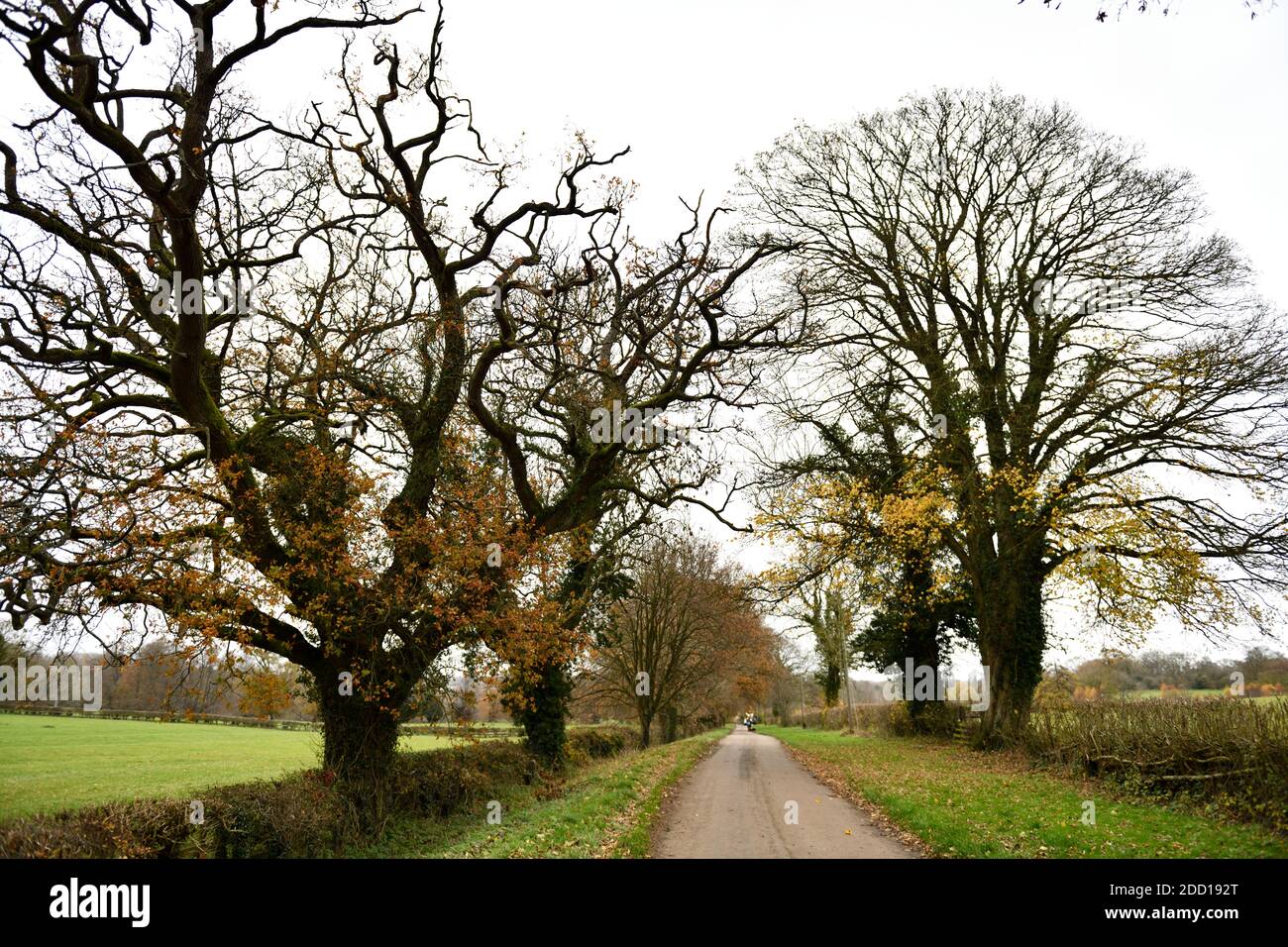 Alberi in inverno sulla Swerford Road Oxfordshire Inghilterra UK Foto Stock