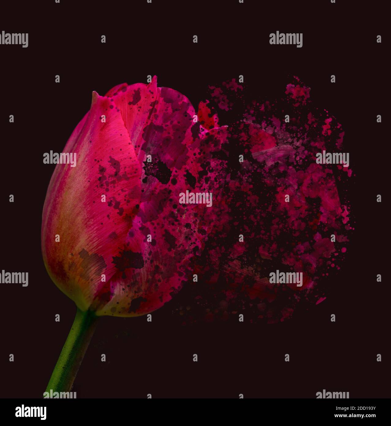 Riassunto primo piano di un tulipano rosso con un nero sfondo Foto Stock