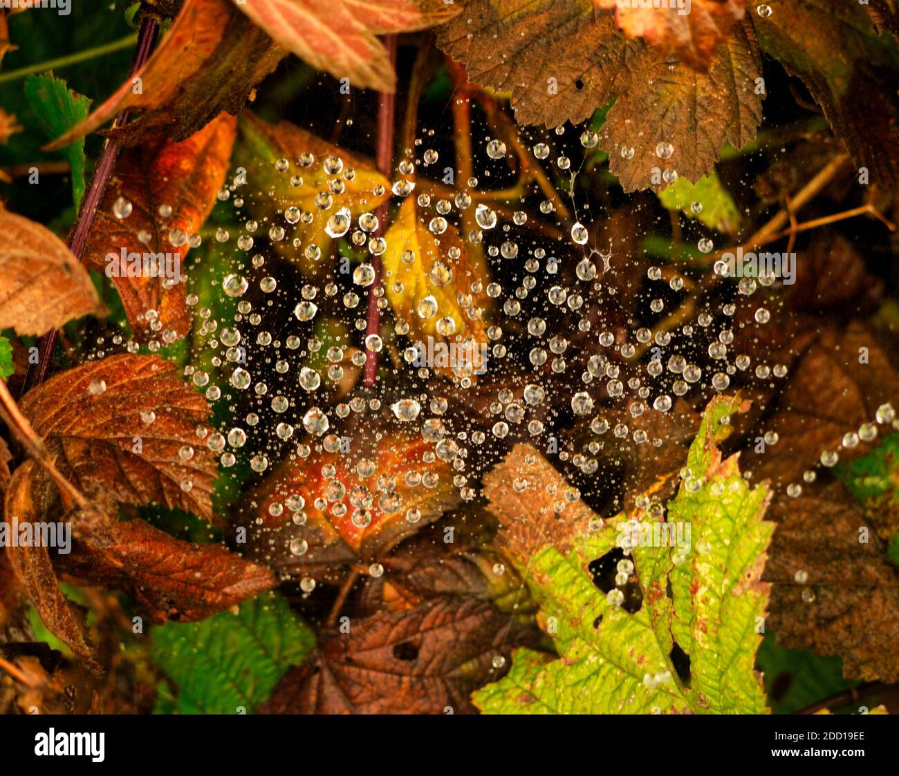 Un primo piano con spiderweb in autunno a Meclemburgo-Pomerania occidentale Germania Europa Foto Stock