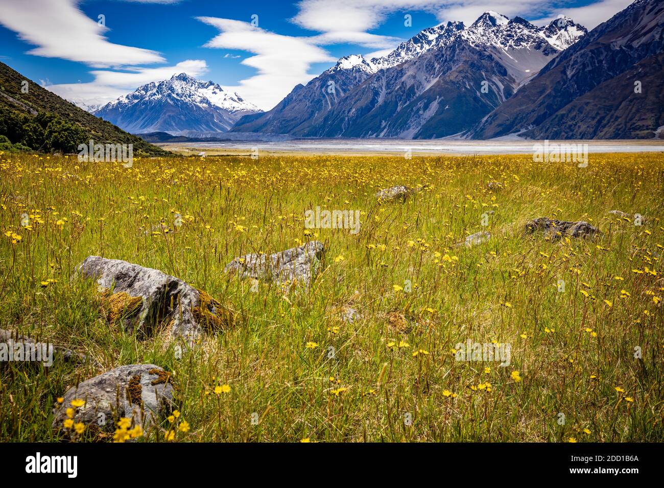 Prato vicino a Mount Cook Foto Stock