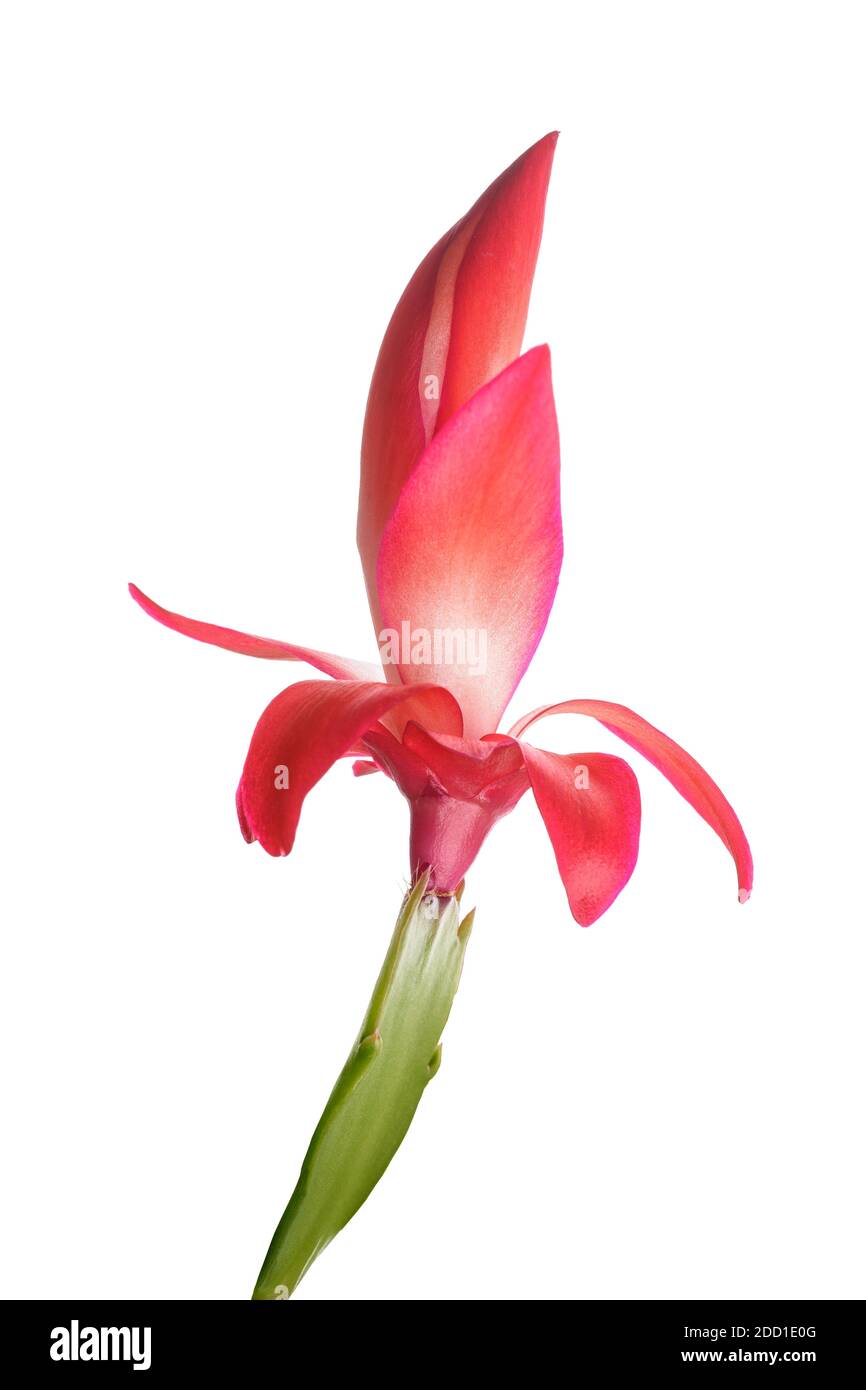 Rosso Natale cactus isolato su sfondo bianco. Foto Stock