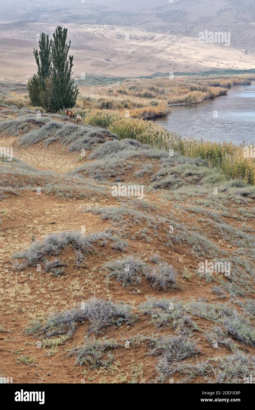 Alberi di pioppo-cammelli Bactrian-Sumu Barun Jaran Lake Shore-Badain Jaran Desert-Inner Mongolia-China-1137 Foto Stock