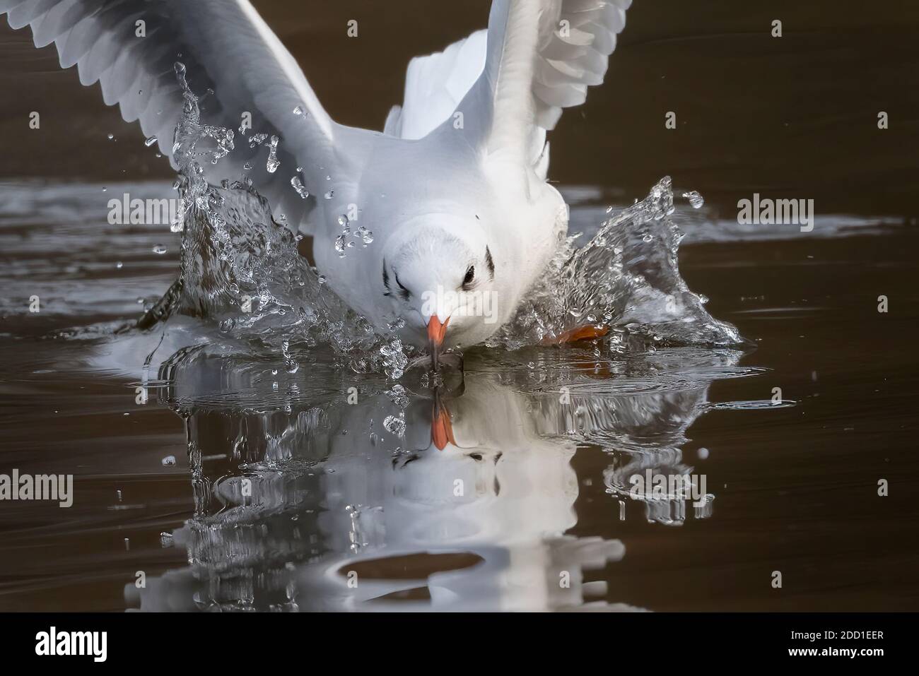 Gull atterrando in acqua con un bel tuffo Foto Stock