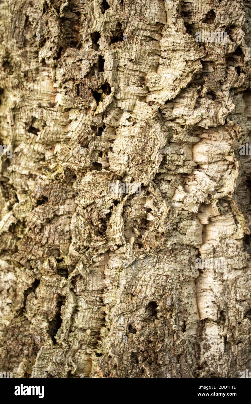 Close -up abstract di Quercus suber tree tronco che mostra modelli e texture Foto Stock