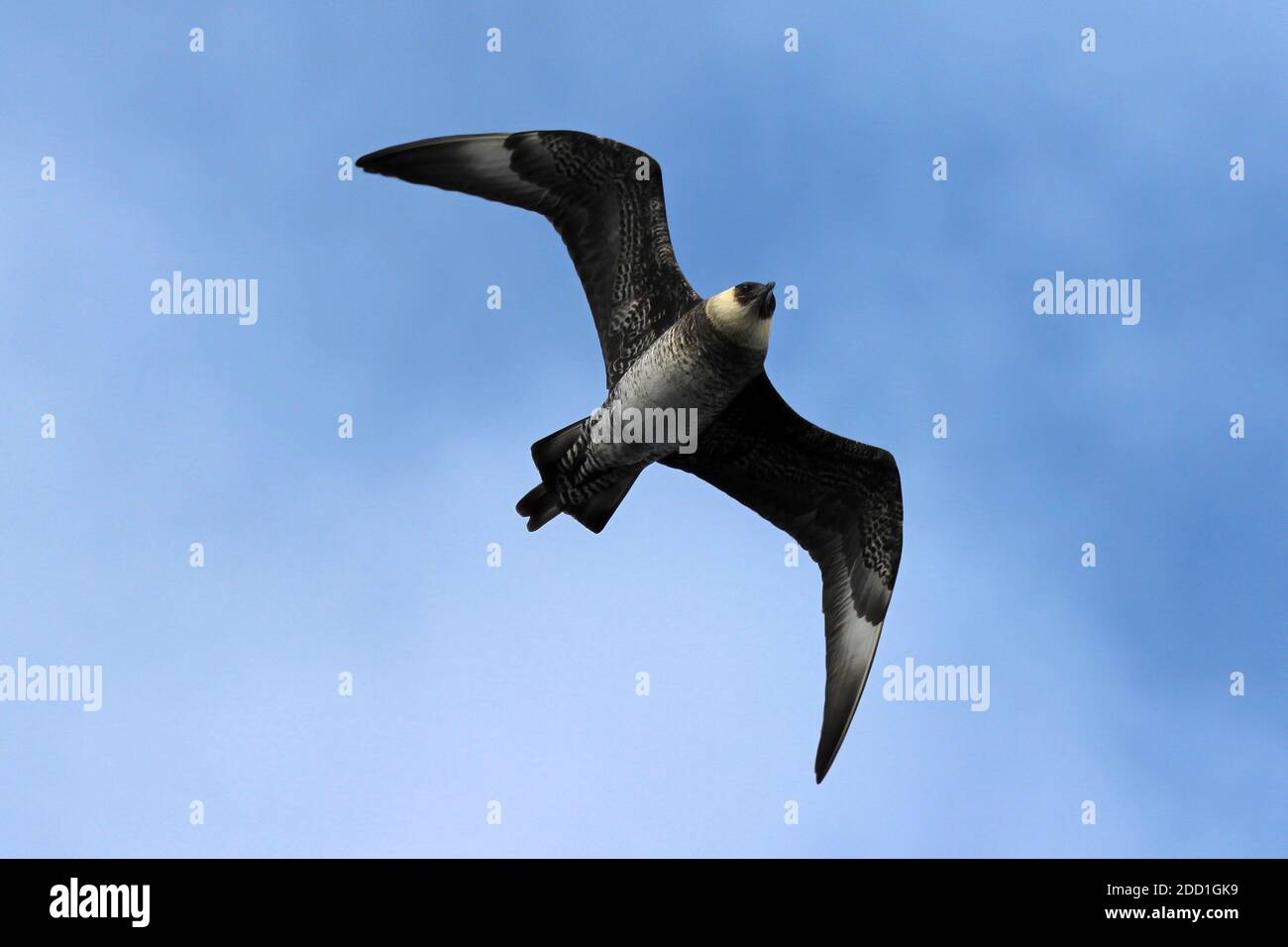 Pomarine Skua a.k.a. Pomarine Jaeger (Stercorarius pomarinus) in volo, valle di Rockall, Oceano Atlantico Foto Stock