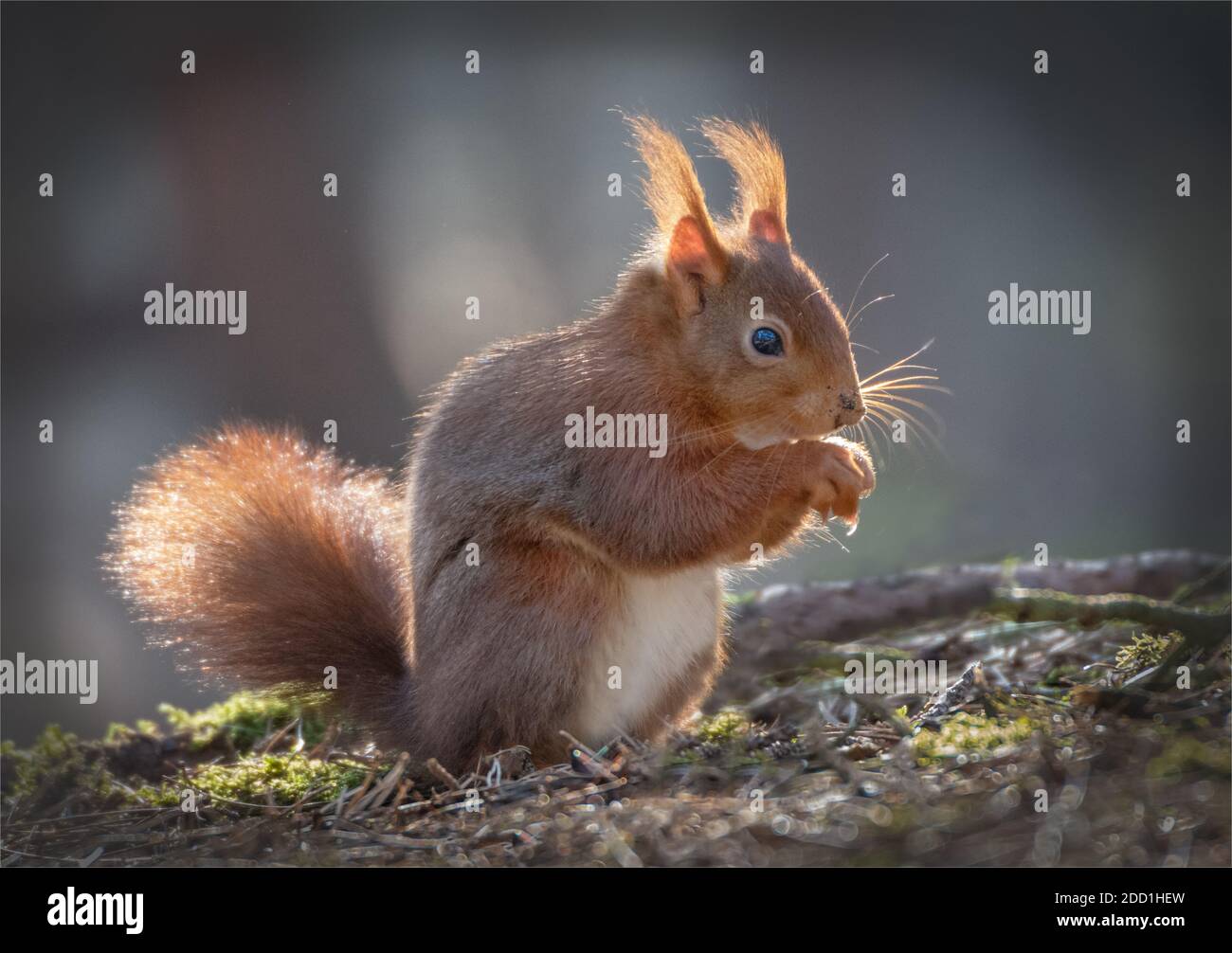 Rosso Squirrel alimentazione a terra. Foto Stock