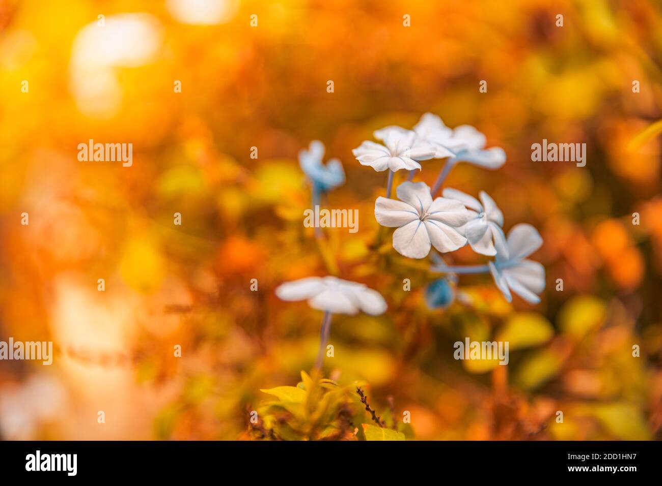 Tramonto prato bianco fiori sfondo. Sfondo campo autunno, closeup natura artistica, vista floreale. Fiori d'erba al tramonto, erba arancione Foto Stock