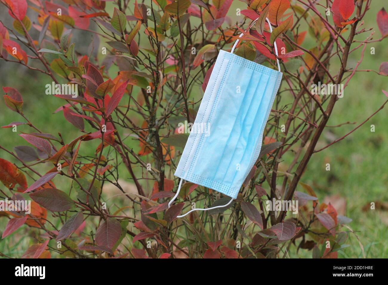 Maschera facciale monouso appesa sul ramo intorno alle foglie della pianta In autunno durante Covid19 pandemia seconda ondata Foto Stock
