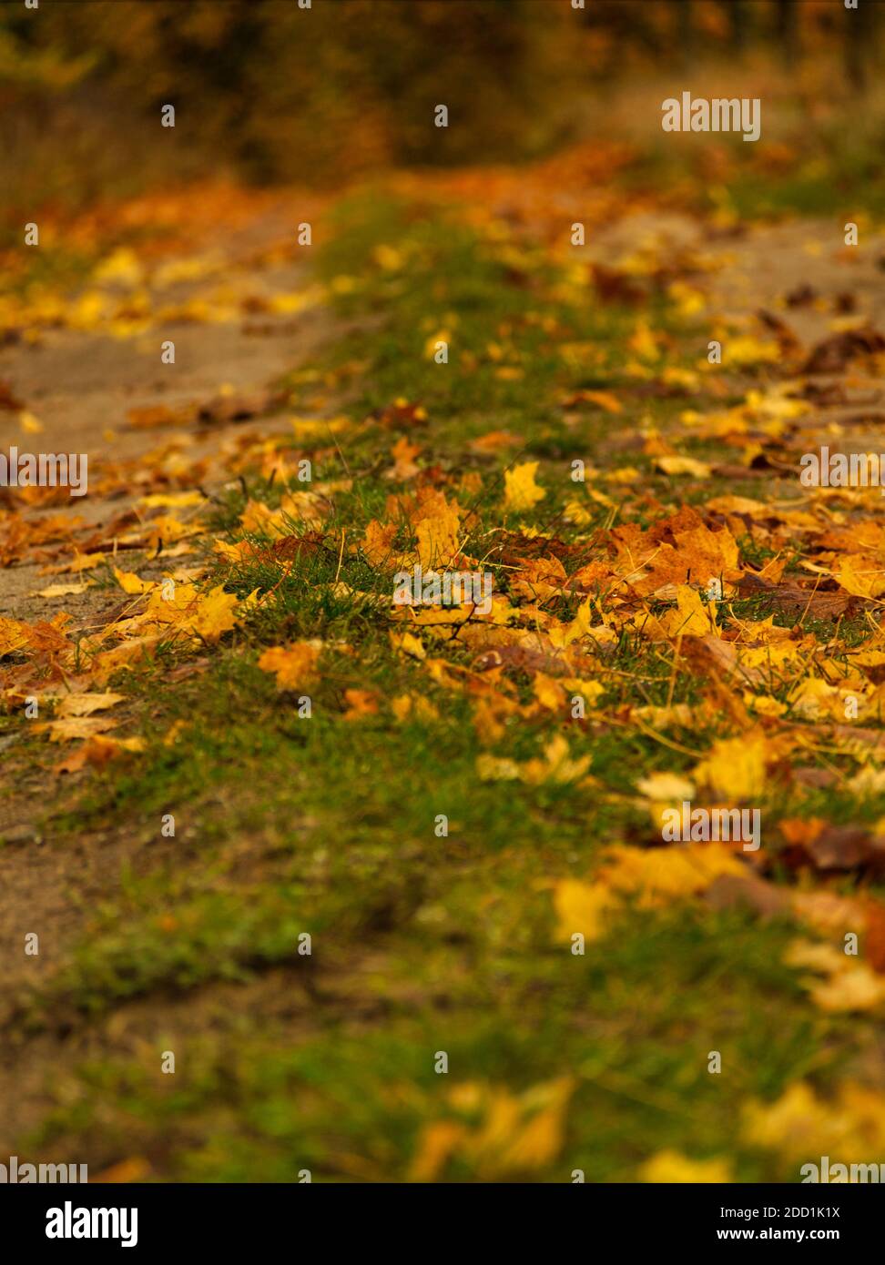 La strada nella foresta in autunno in germania Foto Stock