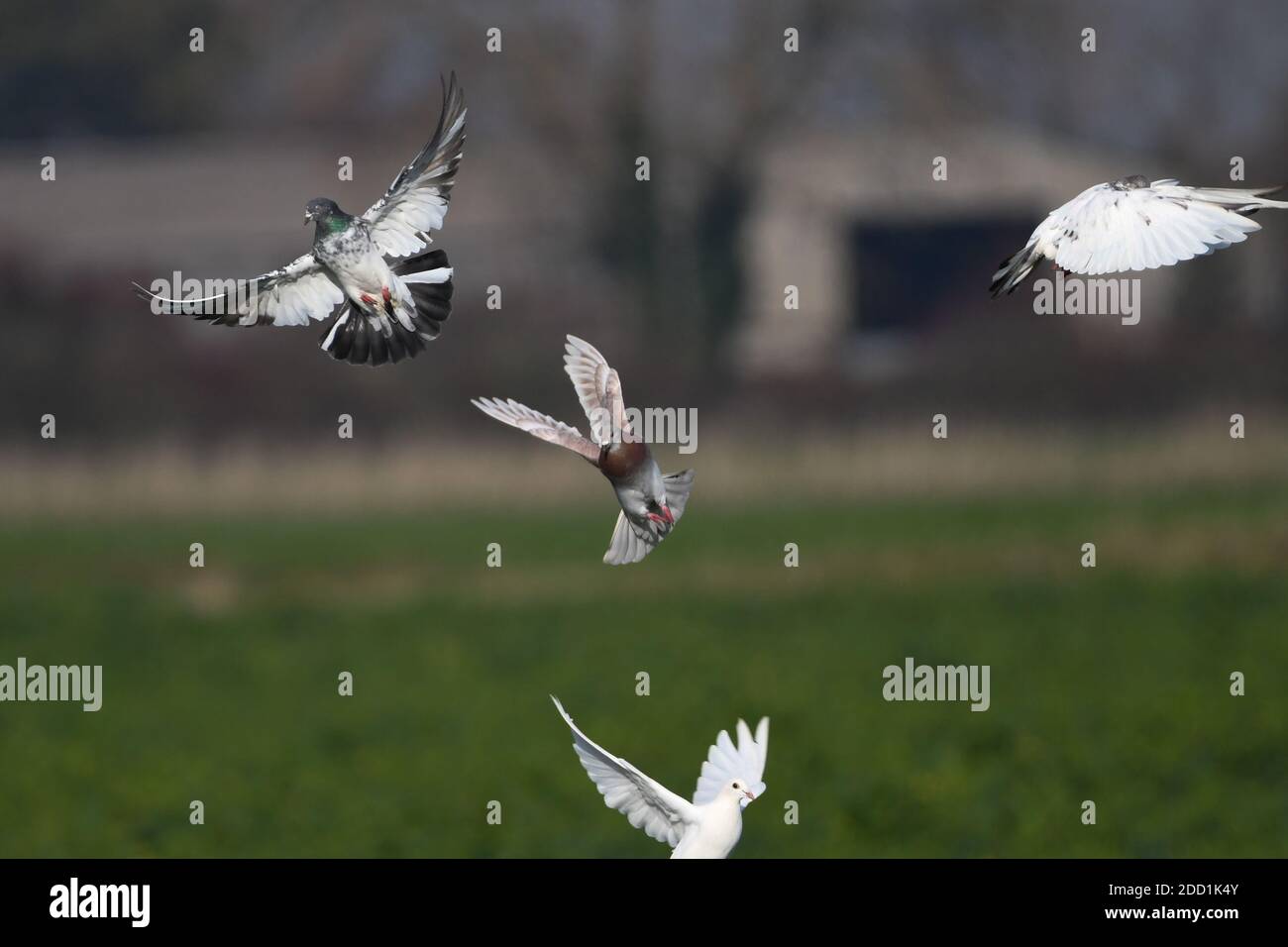 Migliori piccioni e colombe per sempre amici Foto Stock