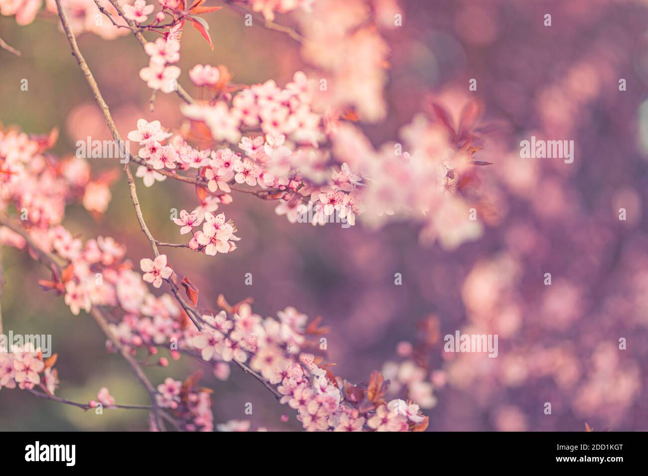 Banner orizzontale con fiori di colore rosa sakura su sfondo soleggiato. Bella natura primavera sfondo un ramo di fioritura sakura. Morbida primavera floreale Foto Stock