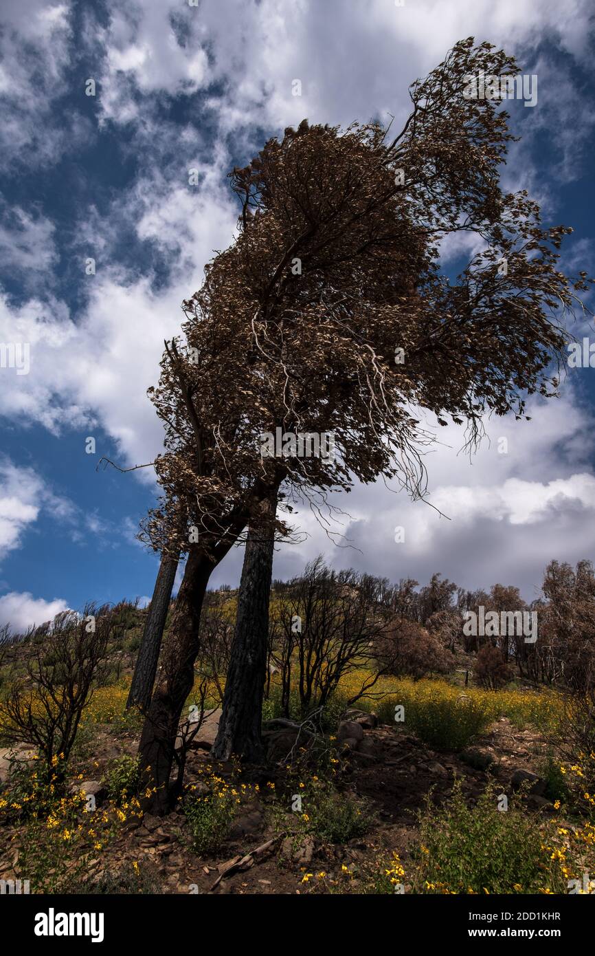 I fiori selvatici crescono vicino alla base di un albero carrinato come Parte della successione ecologica lungo l'Oracle Ridge Trail Il fuoco di Bighorn che ha cominciato Foto Stock