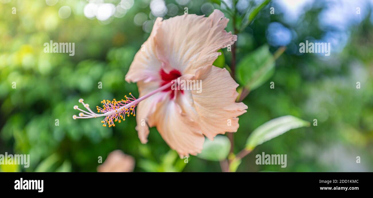 Hibiscus fiore su sogno sfondo giardino sfocato, incredibile closeup natura, soleggiato giardino floreale tropicale. Natura esotica modello, bokeh natura, colori Foto Stock