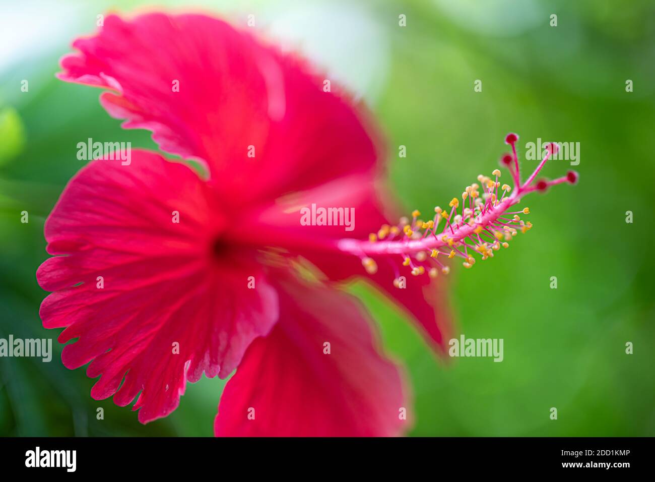Hibiscus fiore su sogno sfondo giardino sfocato, incredibile closeup natura, soleggiato giardino floreale tropicale. Natura esotica modello, bokeh natura, colori Foto Stock