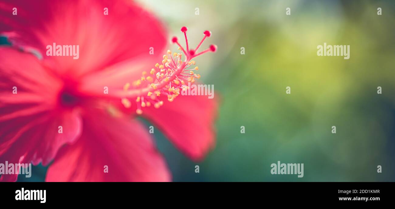 Hibiscus fiore su sogno sfondo giardino sfocato, incredibile closeup natura, soleggiato giardino floreale tropicale. Natura esotica modello, bokeh natura, colori Foto Stock