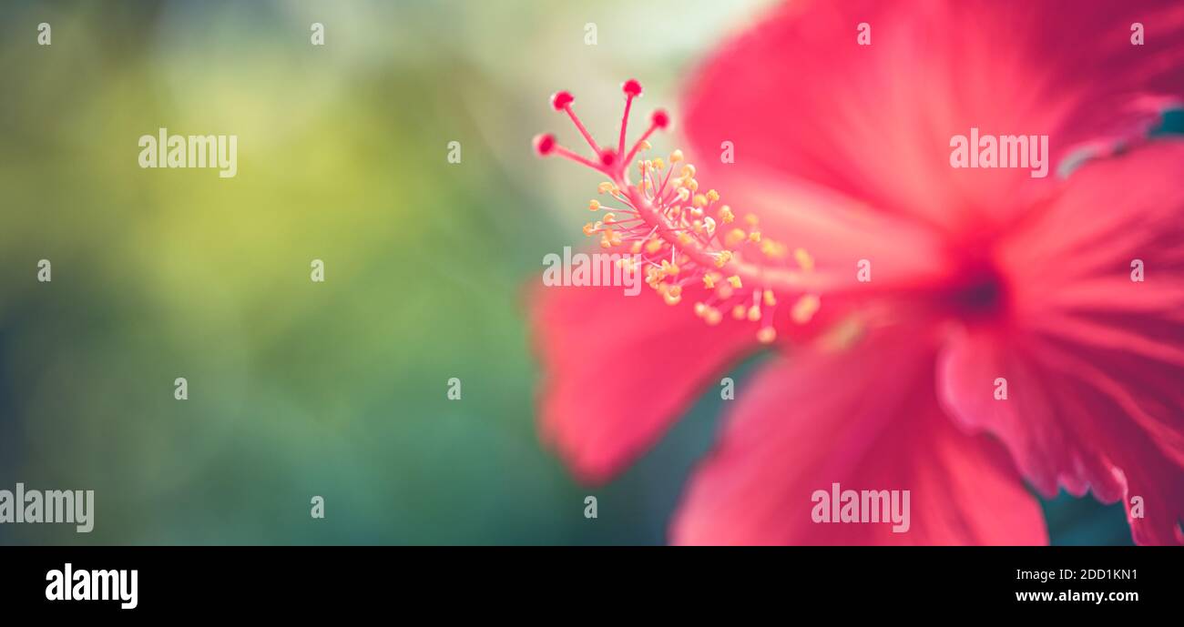Hibiscus fiore su sogno sfondo giardino sfocato, incredibile closeup natura, soleggiato giardino floreale tropicale. Natura esotica modello, bokeh natura, colori Foto Stock