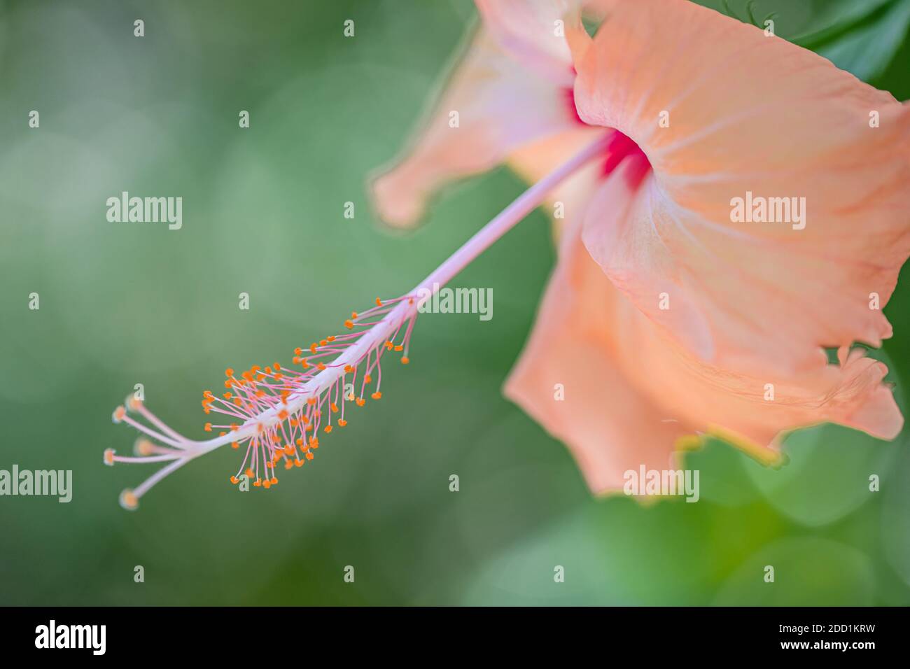 Hibiscus fiore su sogno sfondo giardino sfocato, incredibile closeup natura, soleggiato giardino floreale tropicale. Natura esotica modello, bokeh natura, colori Foto Stock