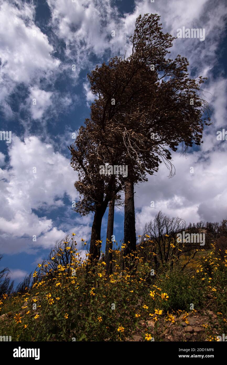 I fiori selvatici crescono vicino alla base di un albero carrinato come Parte della successione ecologica lungo l'Oracle Ridge Trail Il fuoco di Bighorn che ha cominciato Foto Stock
