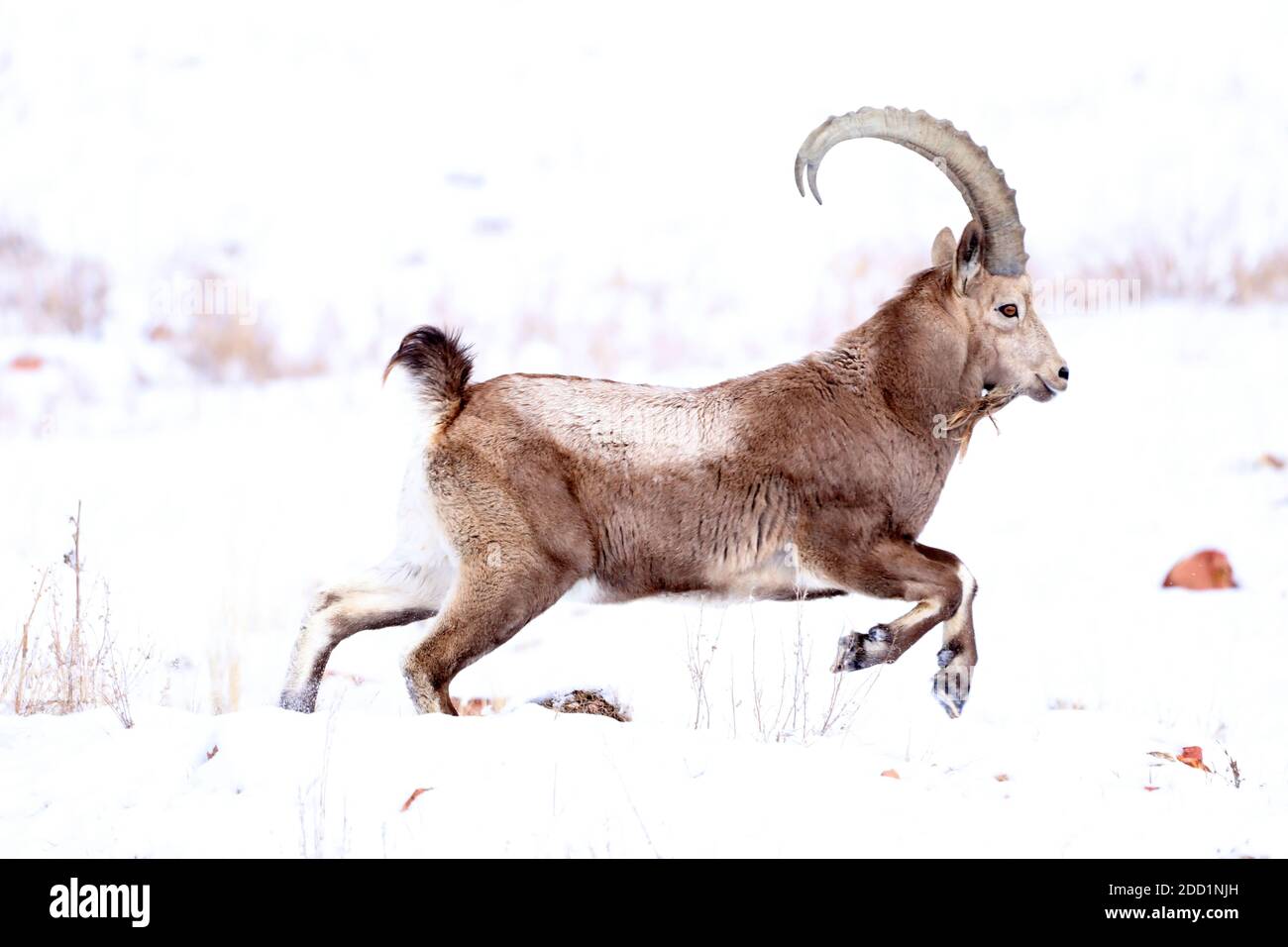 Bortala, Cina. 18 Nov 2020. Il re stambecco salta agilmente sulla scogliera a Bortala, Xinjiang, Cina il 18 novembre, 2020.(Photo by TPG/cnsphotos) (Photo by Top Photo/Sipa USA) Credit: Sipa USA/Alamy Live News Foto Stock