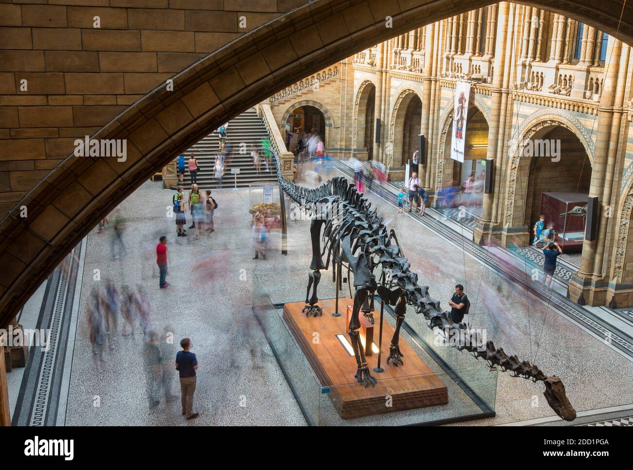 I turisti esplorano il British Museum of Natural History di Londra, Inghilterra. Foto Stock