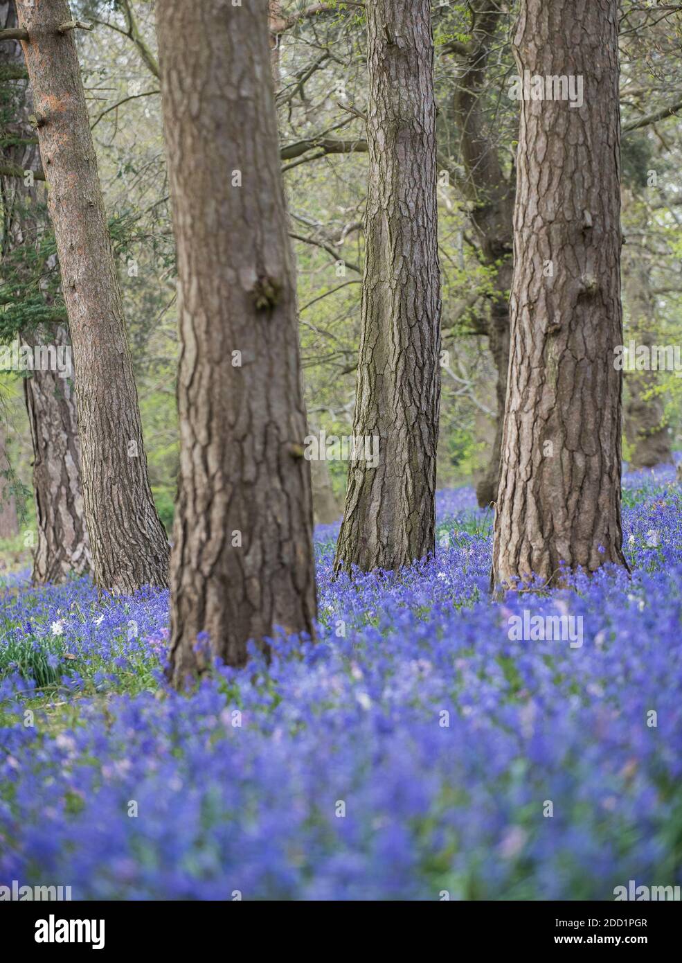 Un tappeto di bluebells (Hyacinthoides non-scripta) in un bosco a Suffolk, Inghilterra. Foto Stock