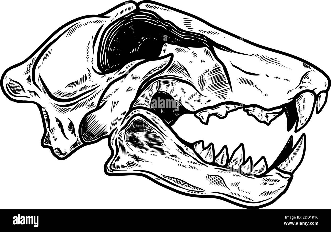 Illustrazione del cranio della tigre in stile vintage monocromatico. Elemento di design per logo, emblema, segno, poster, scheda, banner. Illustrazione vettoriale Illustrazione Vettoriale
