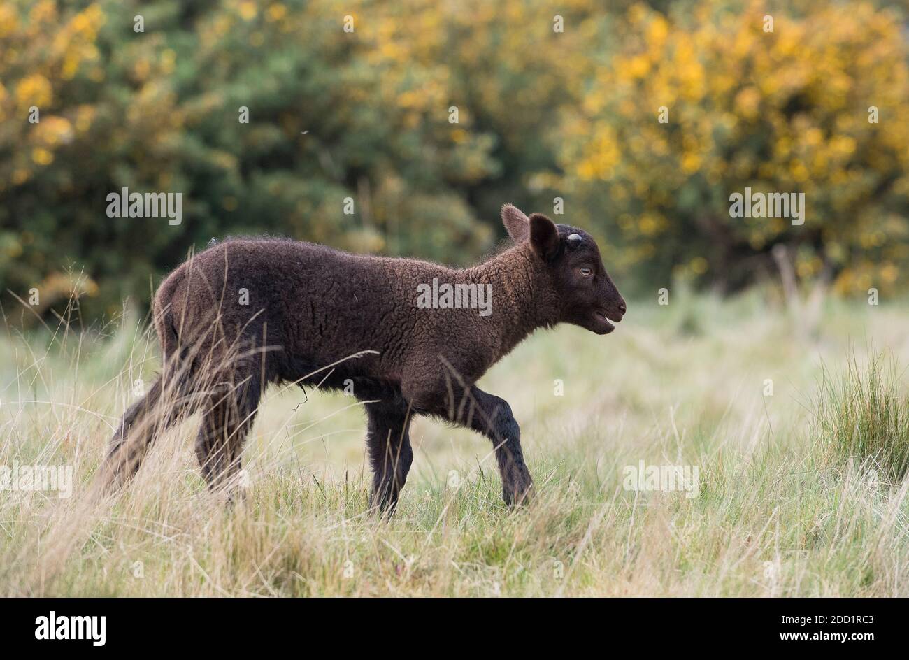 Un agnello nero cammina attraverso un campo di fronte alla gola in Inghilterra. Foto Stock