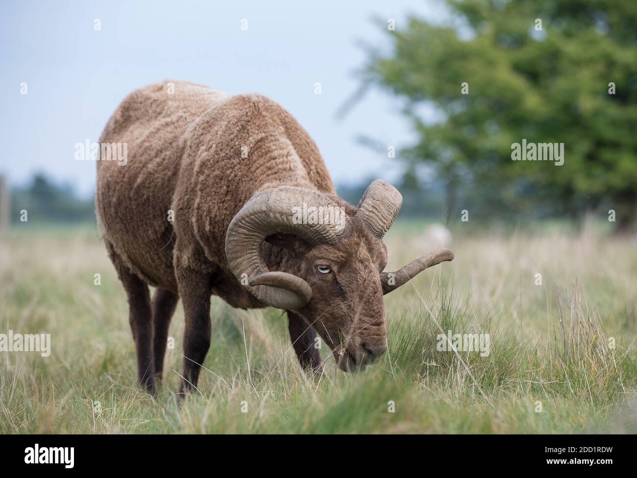 Un montone di pecora pazza nella campagna inglese. Foto Stock