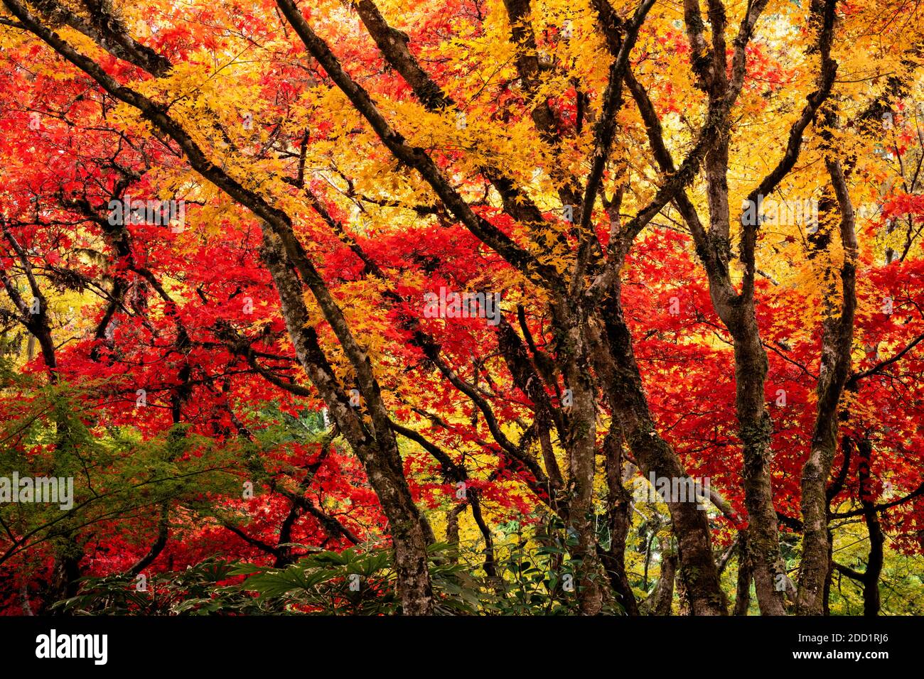 Colorati aceri giapponesi autunnali in Butchart Gardens, Canada, sito storico nazionale Foto Stock