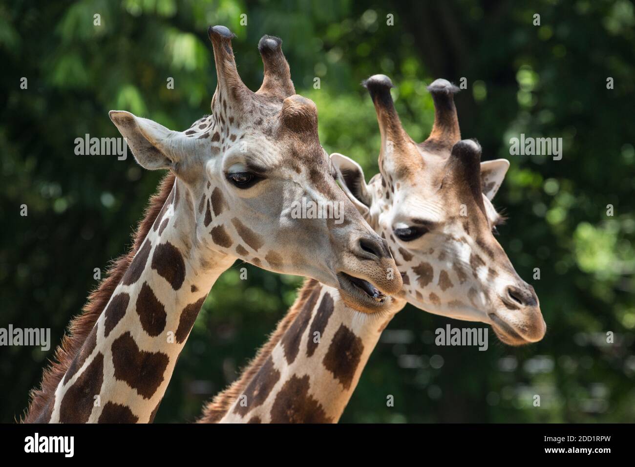 Melman e Mandela sono due giraffe reticulate nello Zoo Emporer Valley nel Porto di Spagna, Trinidad. Foto Stock