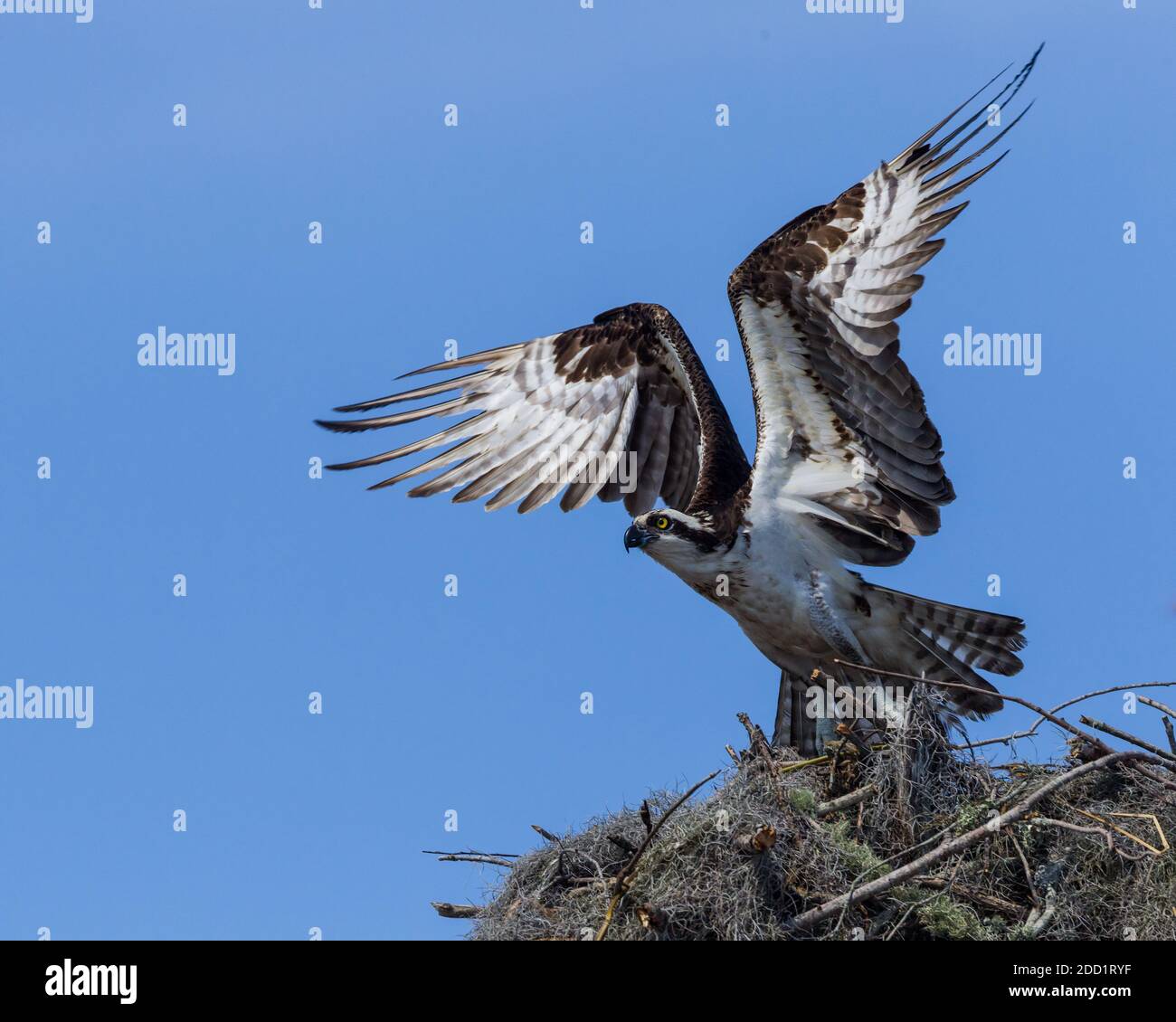 Un Osprey, Pandion haliaetus, prende il volo da un grande nido fatto di bastoni nel bacino di Atchafalaya nel sud di Louisiana, Stati Uniti. Foto Stock