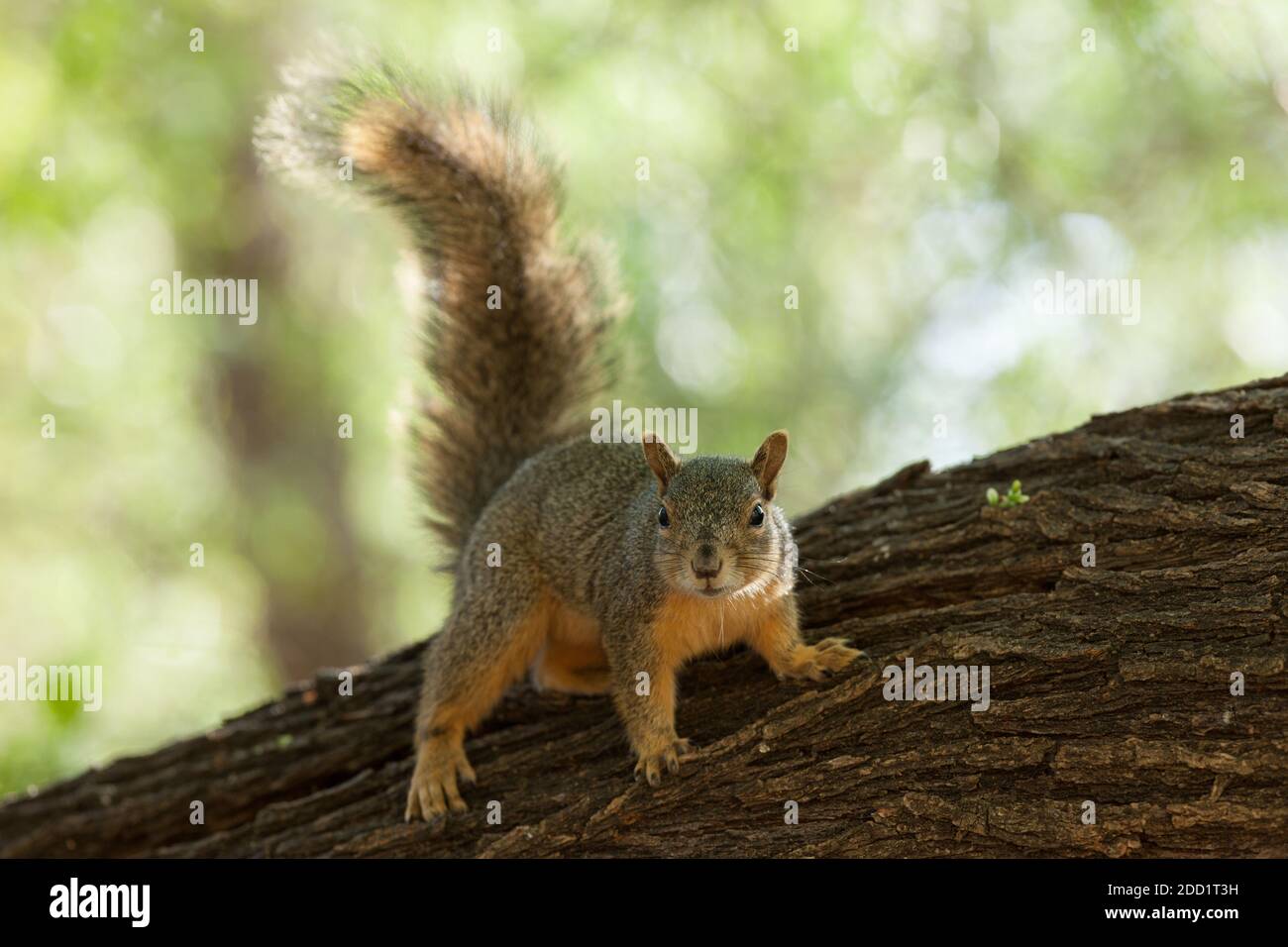 Uno scoiattolo di Fox orientale nella valle di Rio Grande del Texas meridionale. Il Fox Squirrel è la più grande specie di scoiattoli di alberi nativi del Nord America. Foto Stock