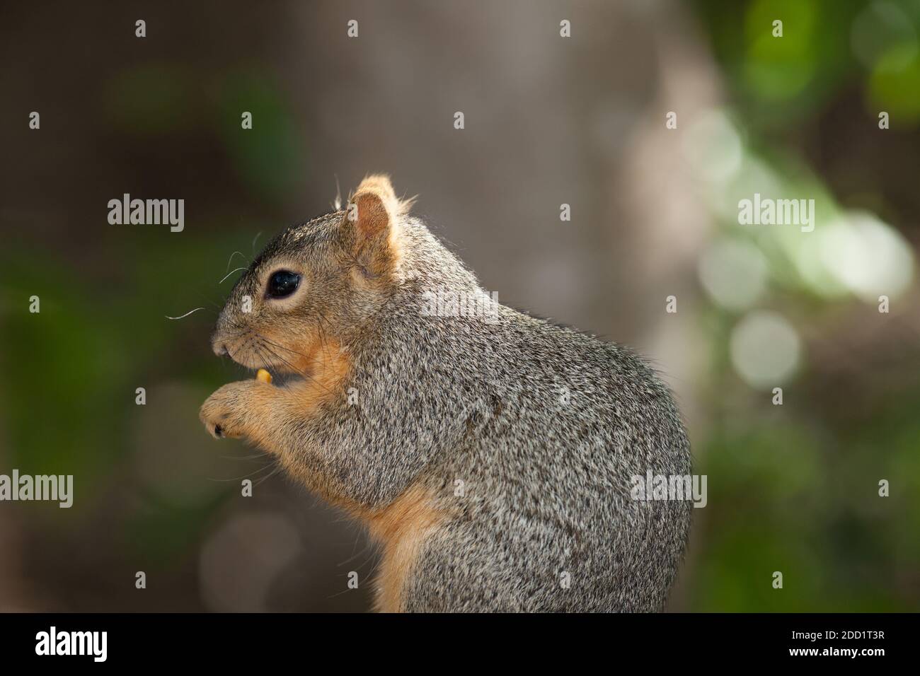 Uno scoiattolo di Fox orientale nella valle di Rio Grande del Texas meridionale. Il Fox Squirrel è la più grande specie di scoiattoli di alberi nativi del Nord America. Foto Stock