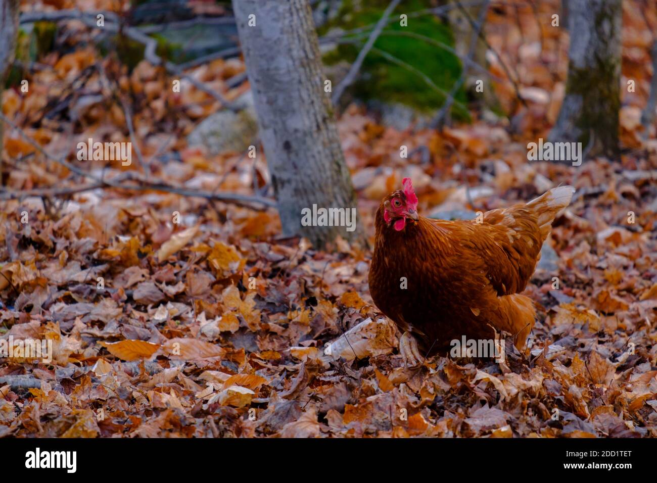 Un pollo - in particolare, un gallo con piume marroni - esplora la foresta in autunno, con il terreno coperto di foglie secche e cadute. Foto Stock