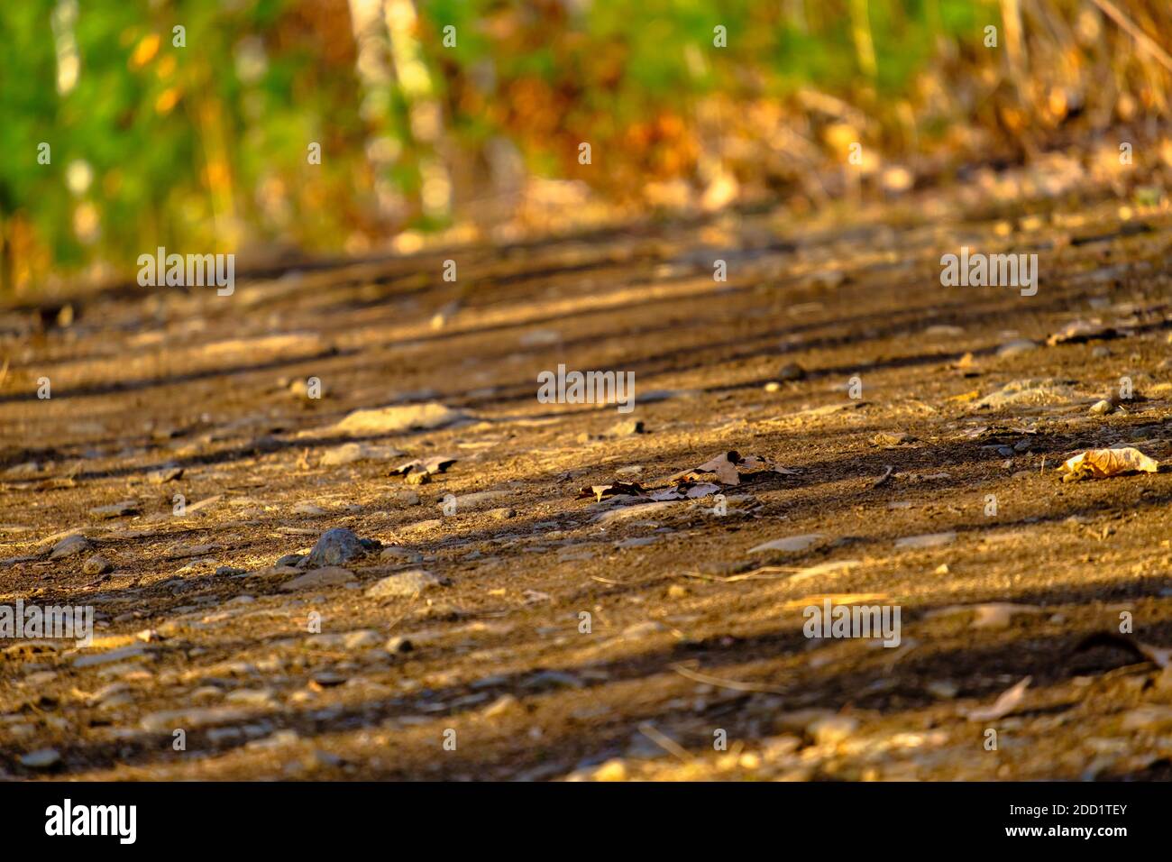 Una vista prospettica a livello del suolo di un sentiero naturale attraverso una foresta in autunno, con luce dorata, foglie cadute e ombre lungo di esso. Foto Stock