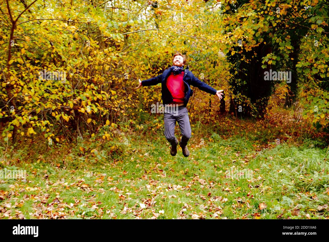 Uomo zenzero che salta in aria con gioia gettando foglie d'autunno in campagna con un cappotto Barbour e sciarpa. Foto Stock