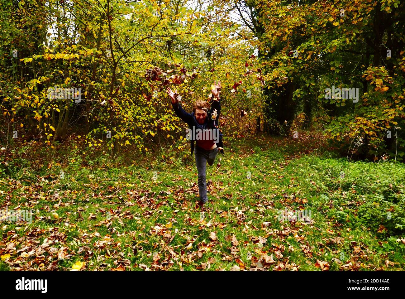 Uomo zenzero che salta in aria con gioia gettando foglie d'autunno in campagna con un cappotto Barbour e sciarpa. Foto Stock