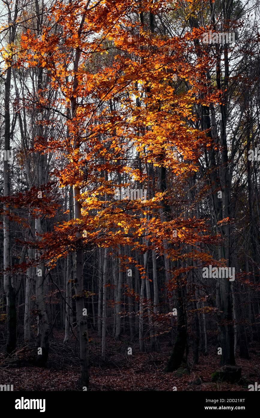 Colori autunnali vibranti di singolo faggio contrastano con la foresta scura sullo sfondo, foglie di faggio dorato illuminate alla luce del sole Foto Stock
