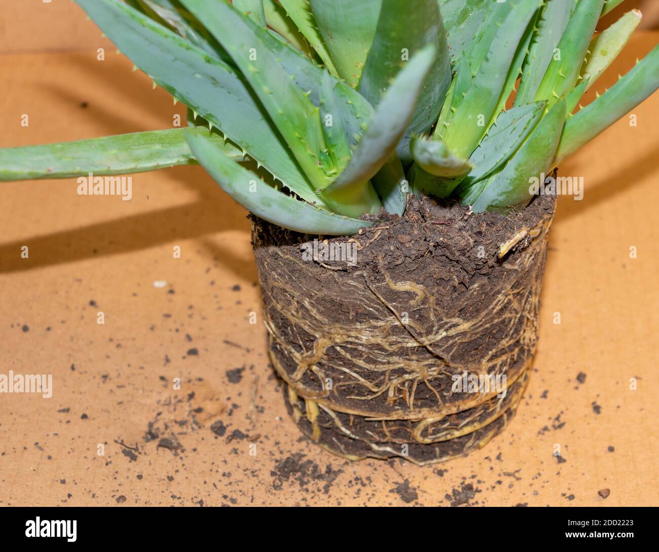 Aloe vera rimosso dal piatto, nel processo di repiantare. Le radici sono molto forti. Pianta medicinale Foto Stock